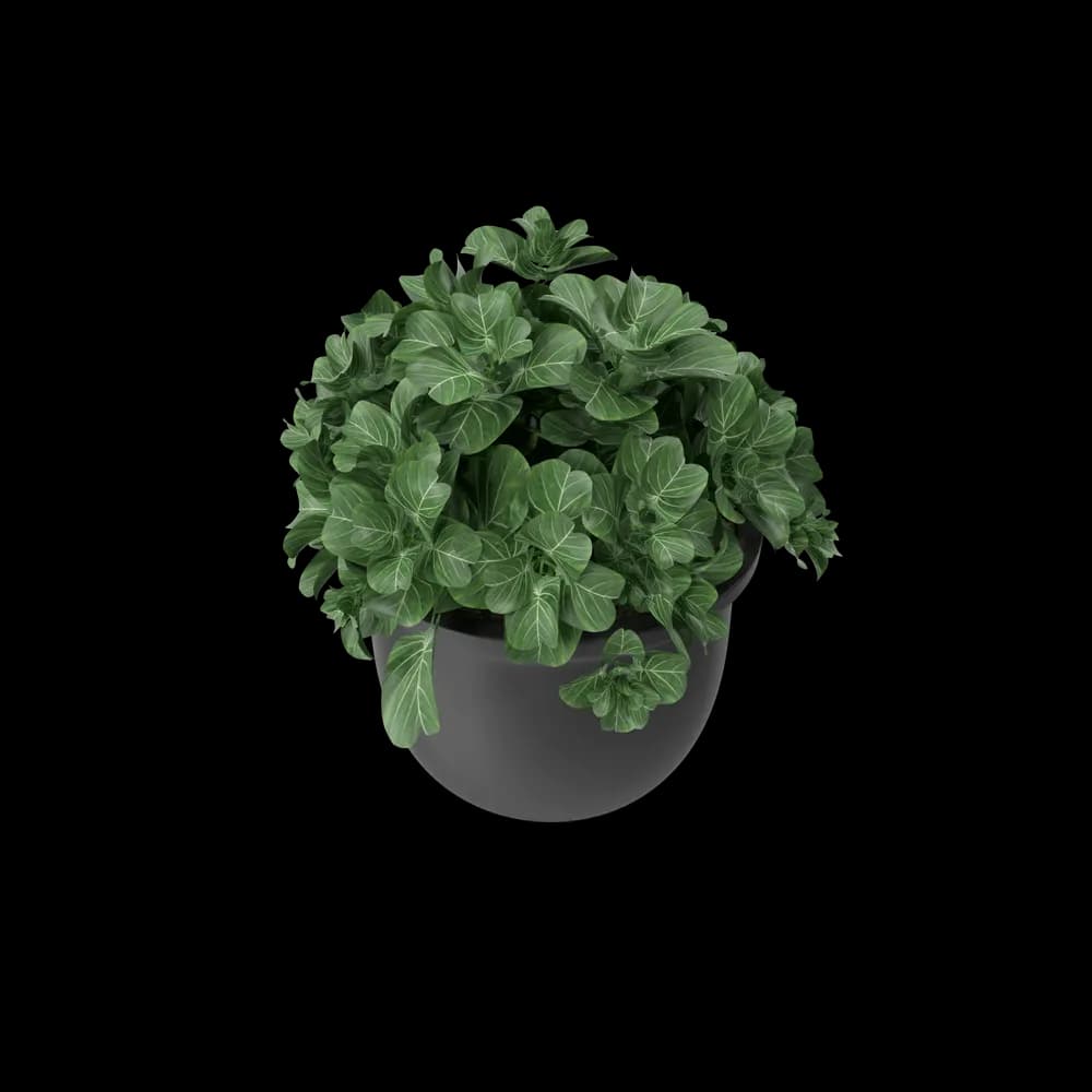 Plant Pot - Vue 4